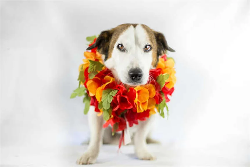 2026 Hyundai Ioniq 9 Price & Specs: Best 3-Row Electric SUV Value?